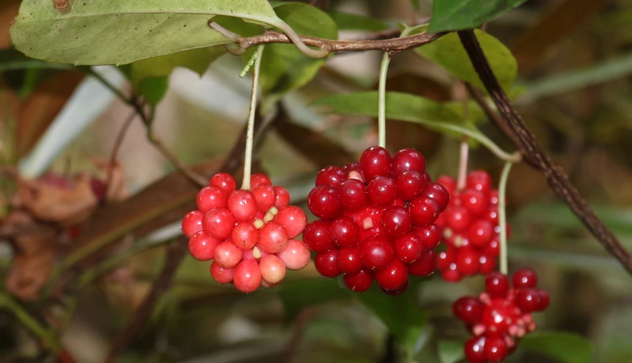 Kadsura Japonica