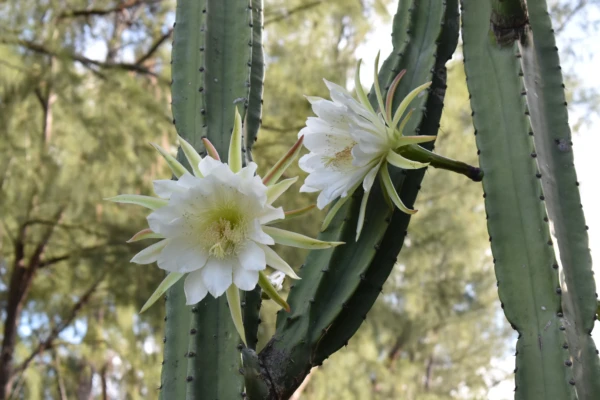 Echinopsis pachanoi