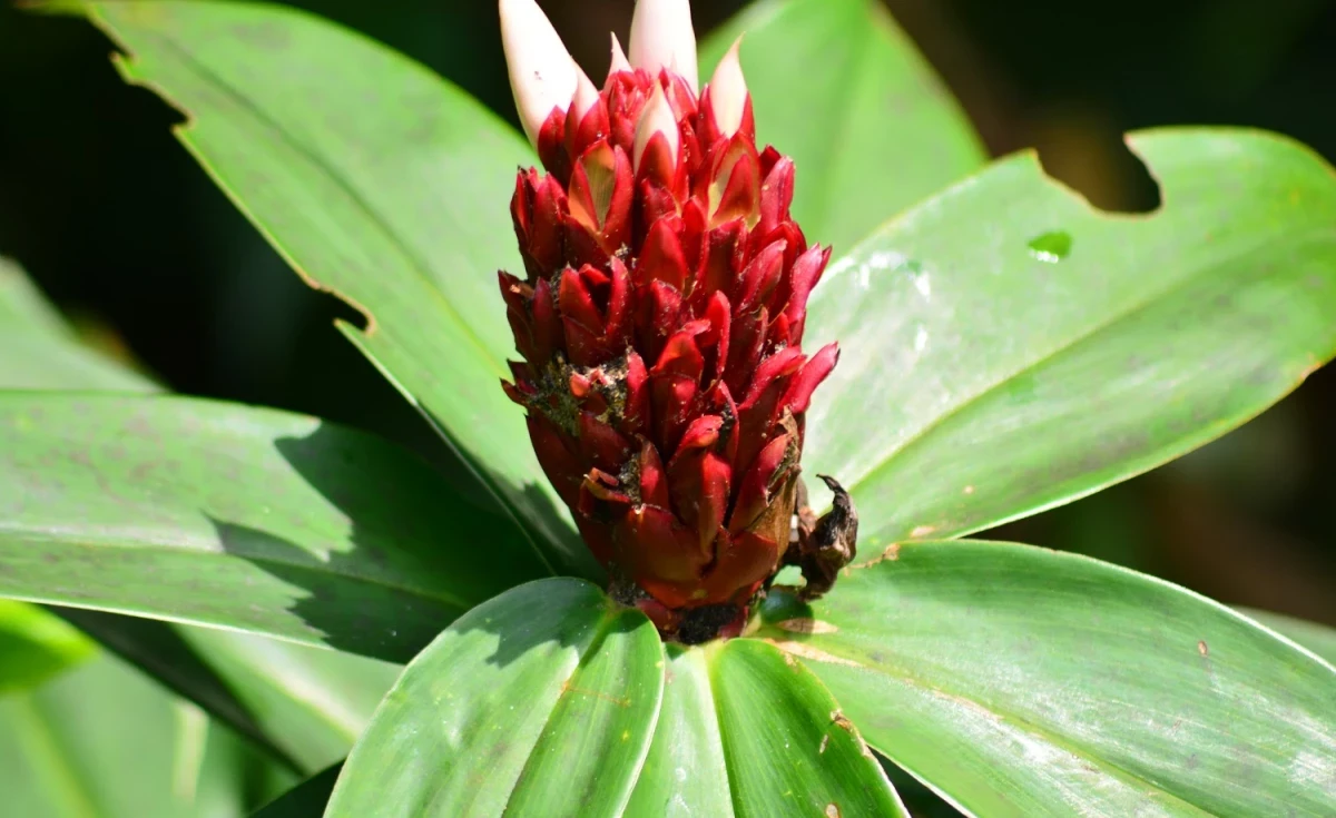 Cana-do-brejo (Costus spicatus)