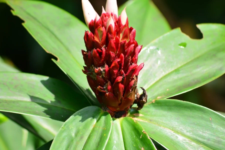 Cana-do-brejo (Costus spicatus)