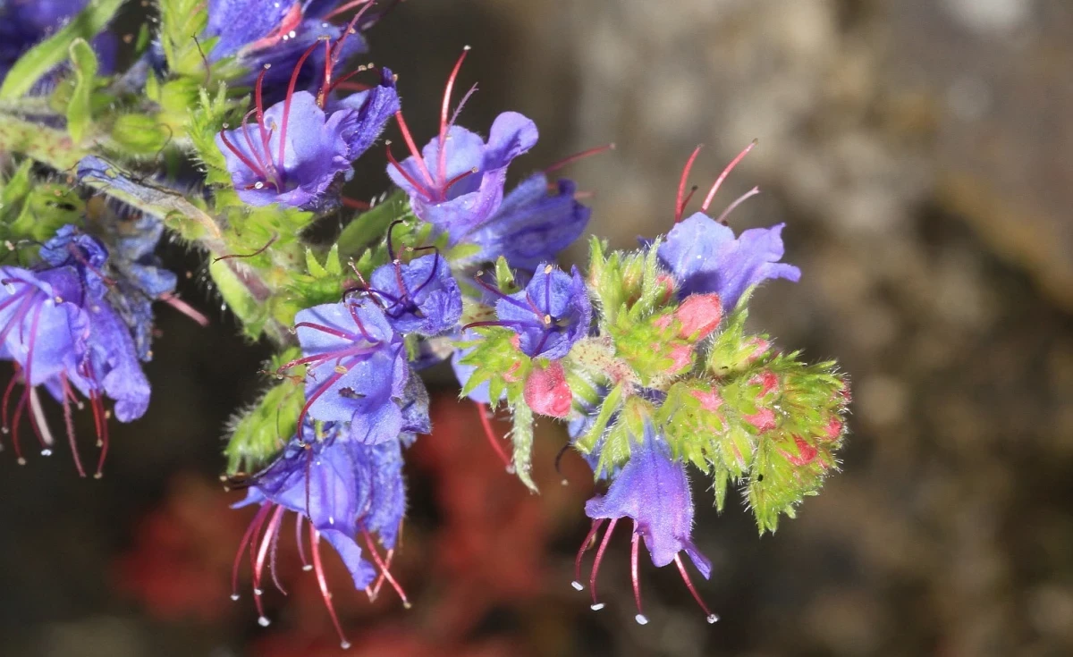 Echium (Echium vulgare)