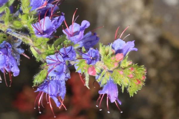 Echium (Echium vulgare)