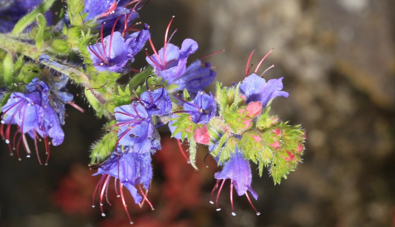 Echium (Echium vulgare)