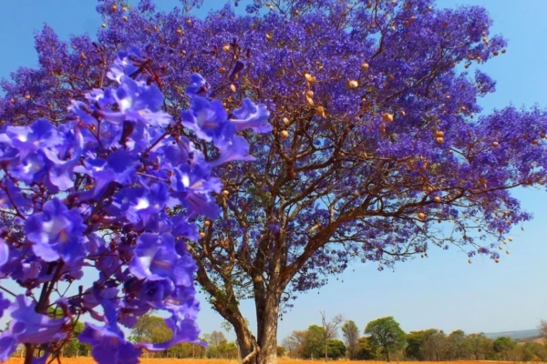 Ipê-roxo (Tabebuia impetiginosa)