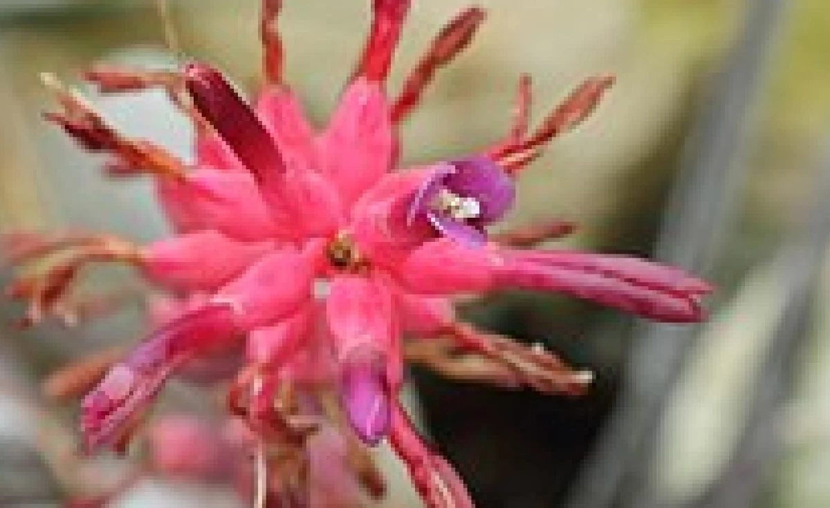 Para que serve o Caroá? Descubra os usos da planta