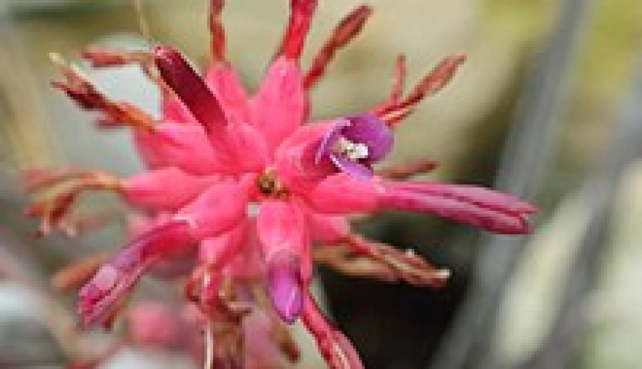 Para que serve o Caroá? Descubra os usos da planta
