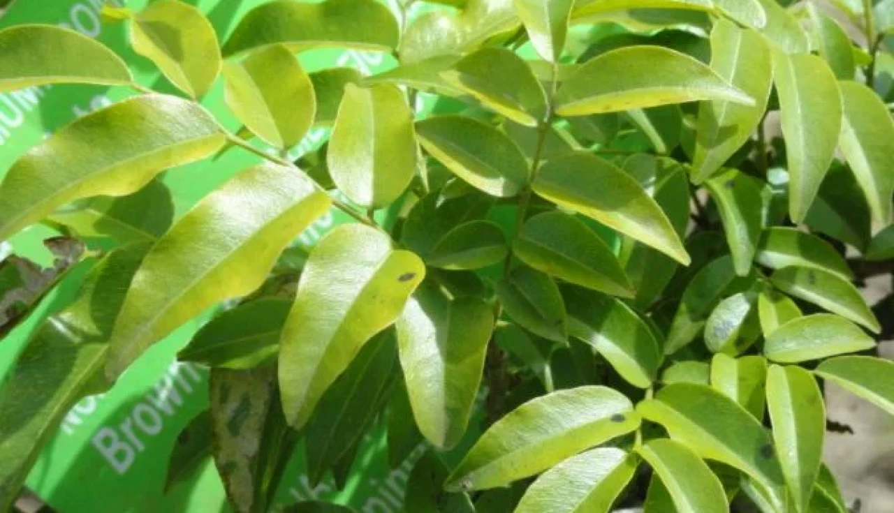 Aroeira (Myracrodruon Urundeuva)