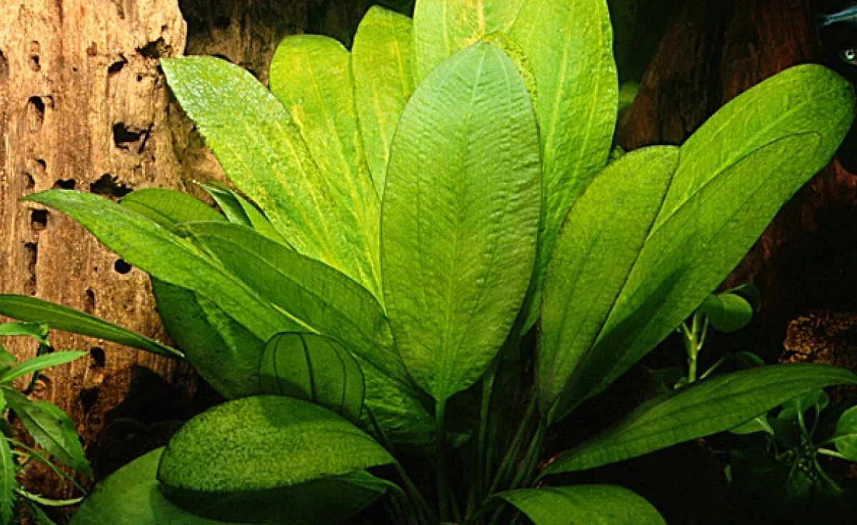 Chapéu-de-couro Echinodorus grandiflorus