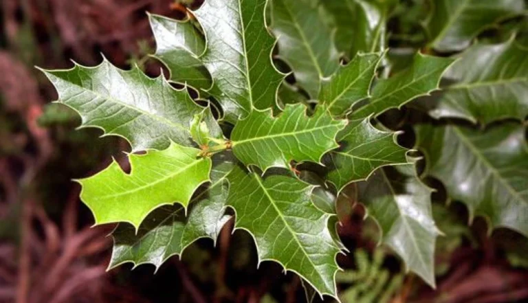 Como Usar Espinheira Santa Para Gastrite?