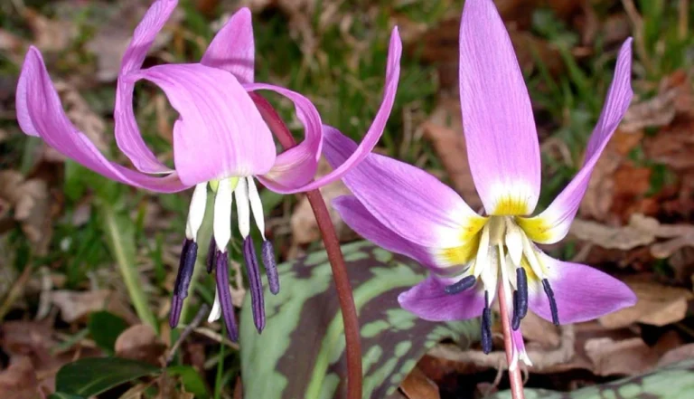 Erythronium dens-canis