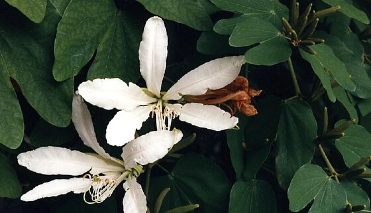 Pata de Vaca | Bauhinia Forficata Pata de Vaca | Bauhinia Forficata