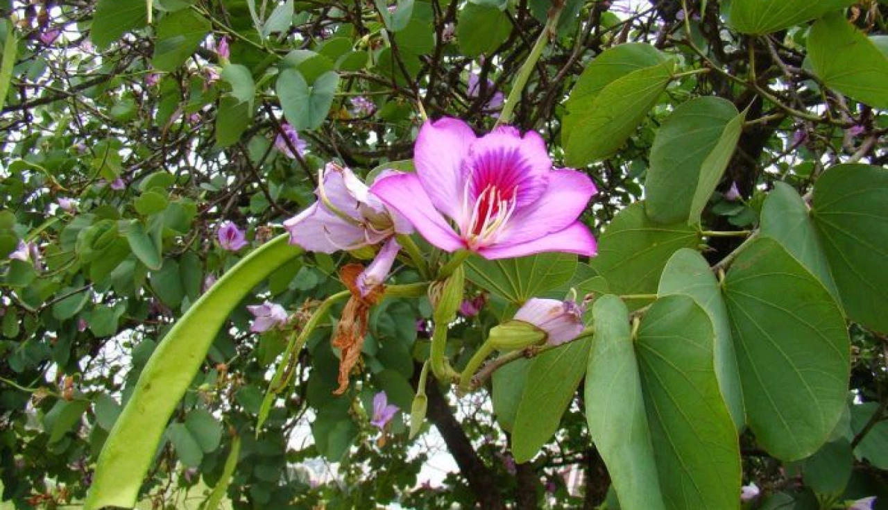 Pata de Vaca | Bauhinia Forficata Pata de Vaca | Bauhinia Forficata