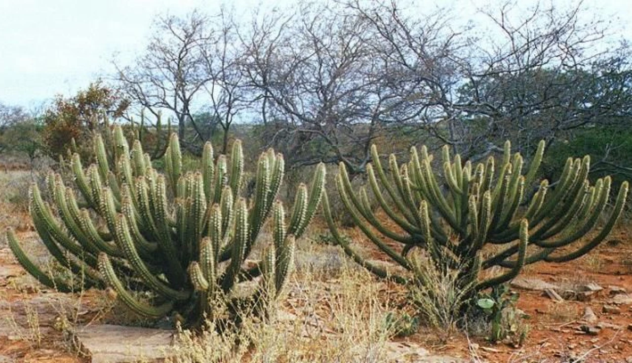 Plantas Medicinais da Caatinga