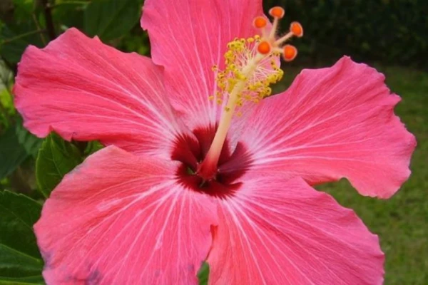 Quem Tem Pressão Alta Pode Tomar Chá de Hibisco?