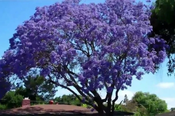 Carapiá (Jacaranda cuspidifolia): Árvore Brasileira