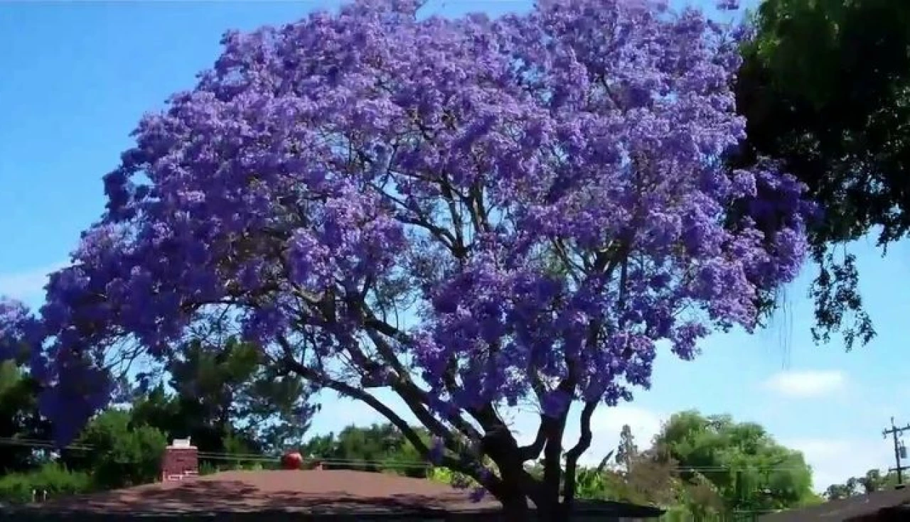 Carapiá (Jacaranda cuspidifolia): Árvore Brasileira