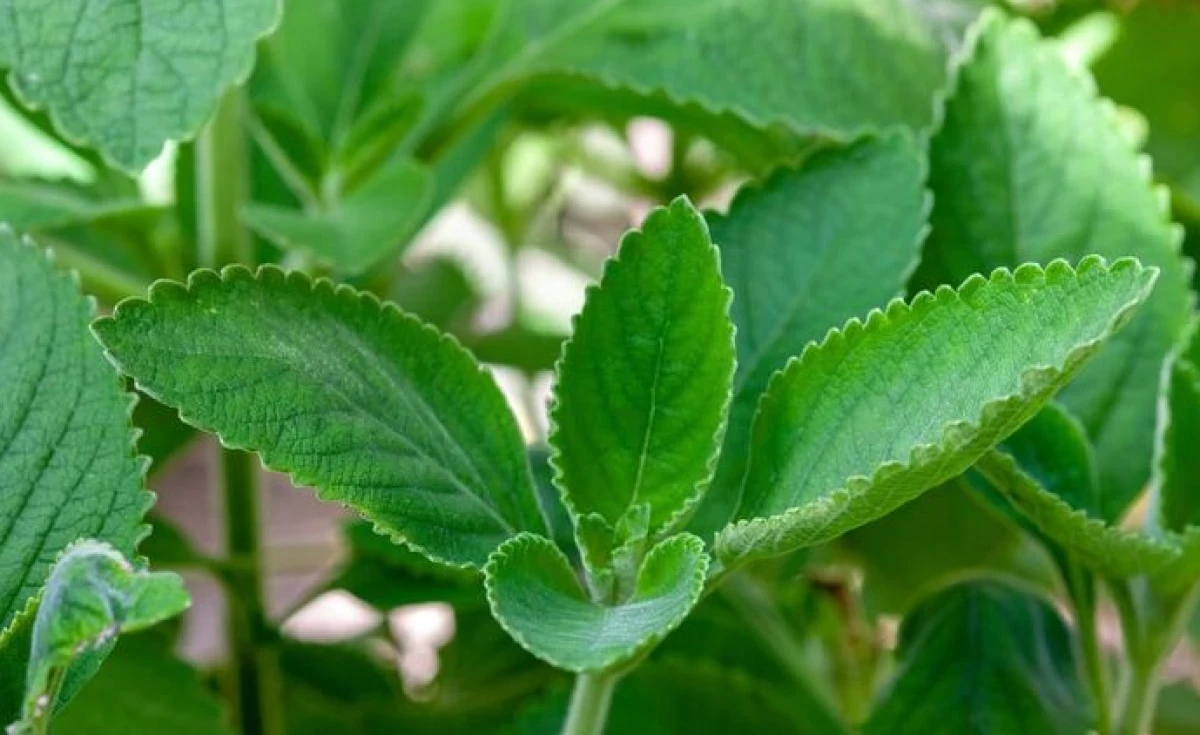 Para que serve a planta boldo?