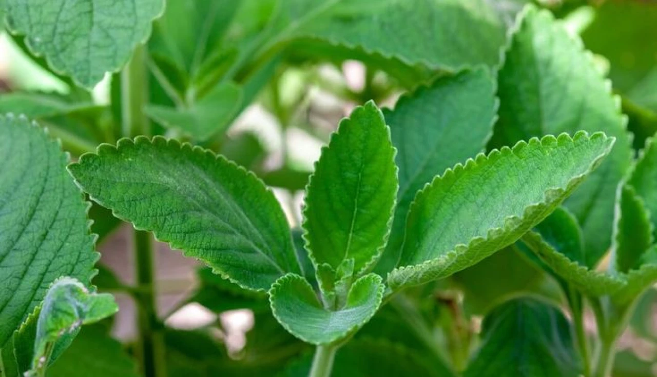 Para que serve a planta boldo?