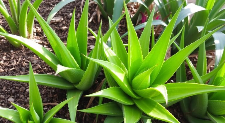 Onde encontrar aloe vera para plantar?