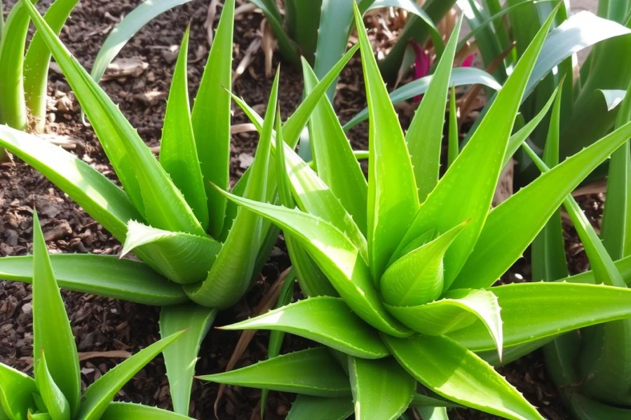 Onde encontrar aloe vera para plantar?