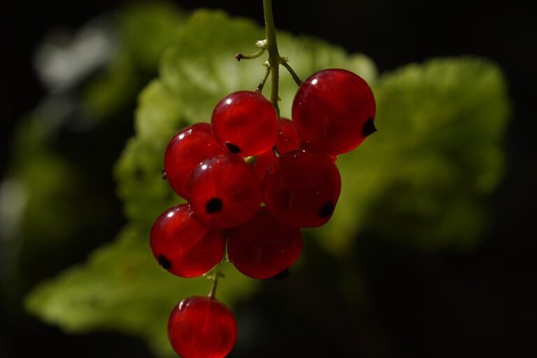 red currant, ribes rubrum, berry fruit, shrub, nature, fruit, red, yummy, food, close up, gooseberry family, ripe, garden currant