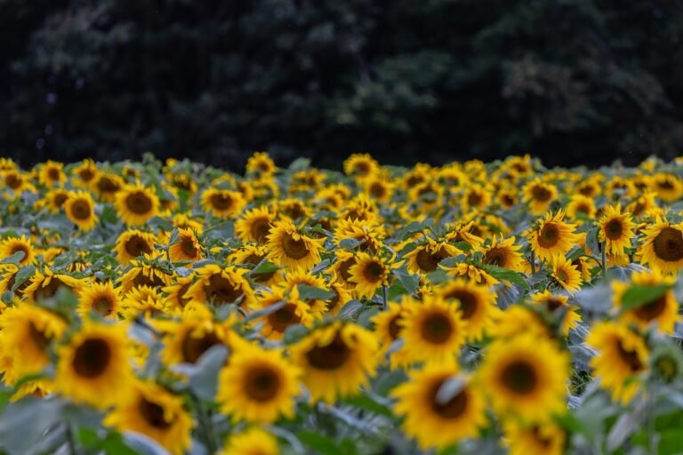 flower, sunflower, petals, field of sunflowers, wild sunflower, bloom, beautiful flowers, nature, plant, field, flora, outdoors, sunflower, sunflower, sunflower, flower wallpaper, flower background, sunflower, sunflower