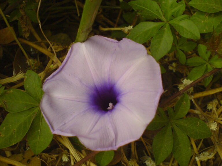 Como Cuidar da Ipomoea cairica: Dicas e Benefícios