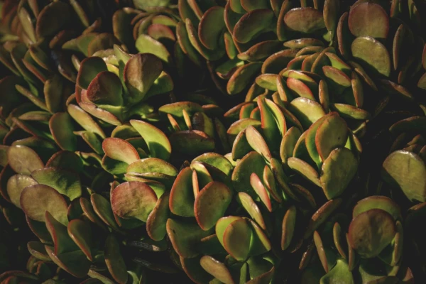 close up of jade plant leaves