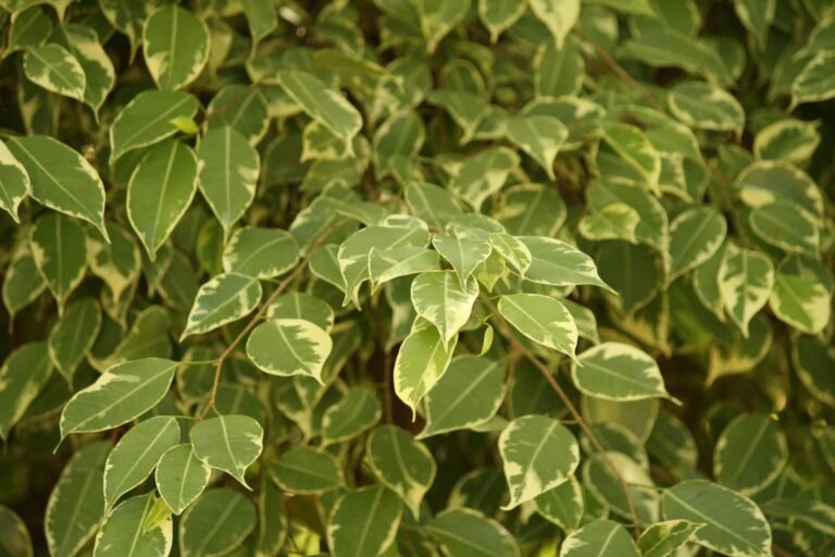 macro green leaves