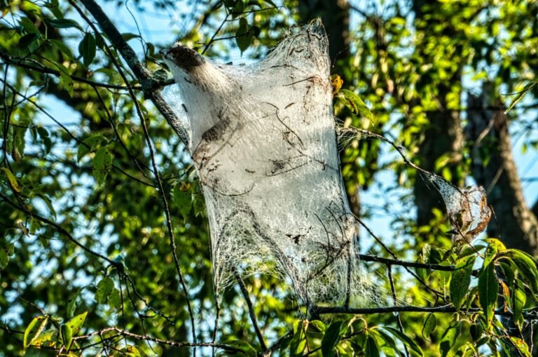 close up of web on the tree