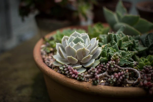 cacti, beautiful flowers, flora, flower background, flowers, pot, potted plants, succulent, houseleeks, clay pot, garden, gardening, botany, nature, succulent, flower wallpaper, succulent, succulent, succulent, succulent, gardening, gardening