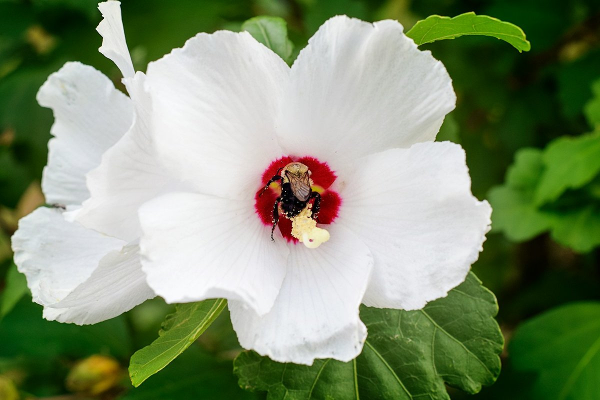 A Flor-da-Hora que Encanta Jardins e Campos