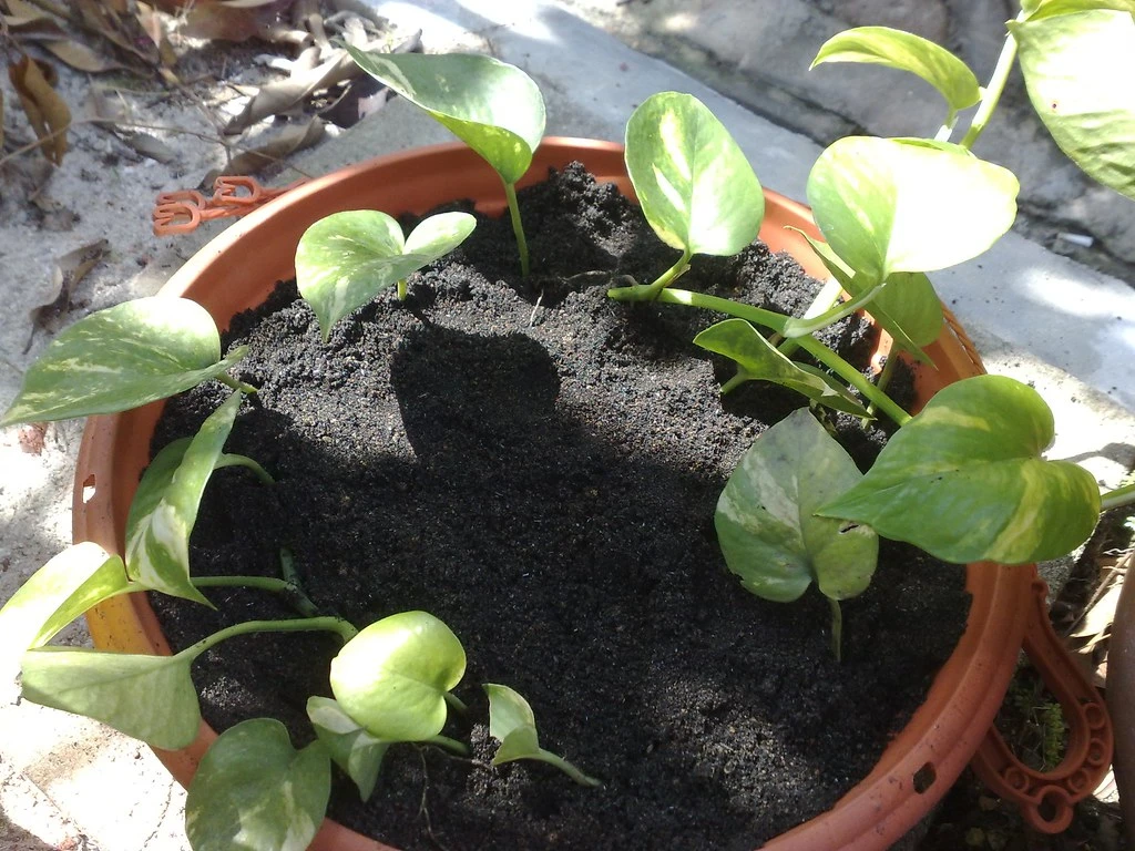 Como Cultivar Manjericão em Vaso