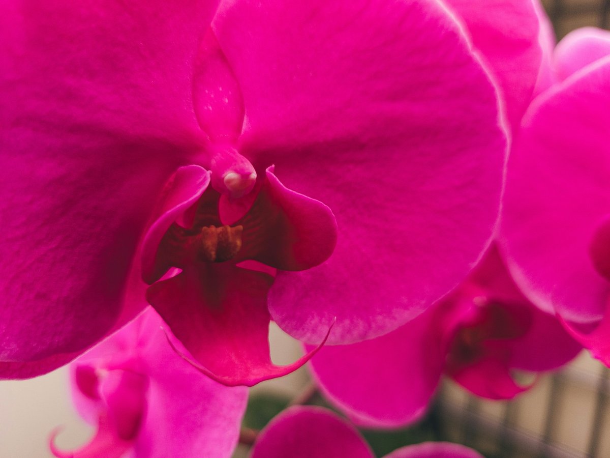 Por que Minha Orquídea Não Floresce