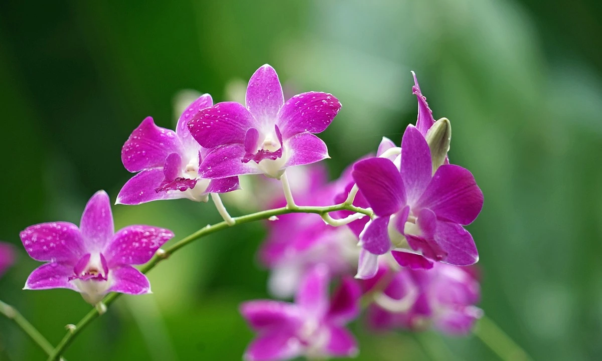 Orquídeas: Guia Completo de Cuidados