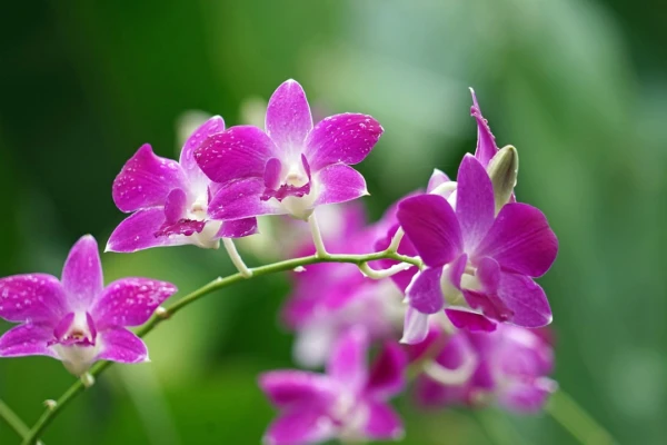 Orquídeas: Guia Completo de Cuidados