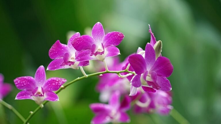 Orquídeas: Guia Completo de Cuidados