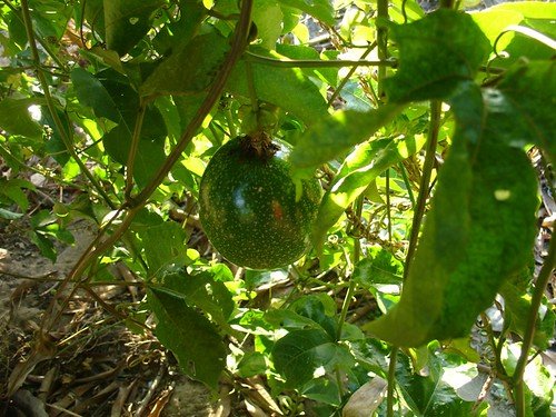 Plantas Tropicais