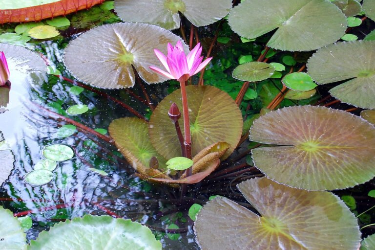 Plantas Aquáticas