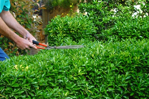 Poda de Plantas