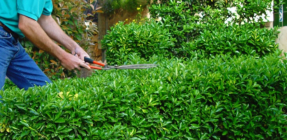Poda de Plantas