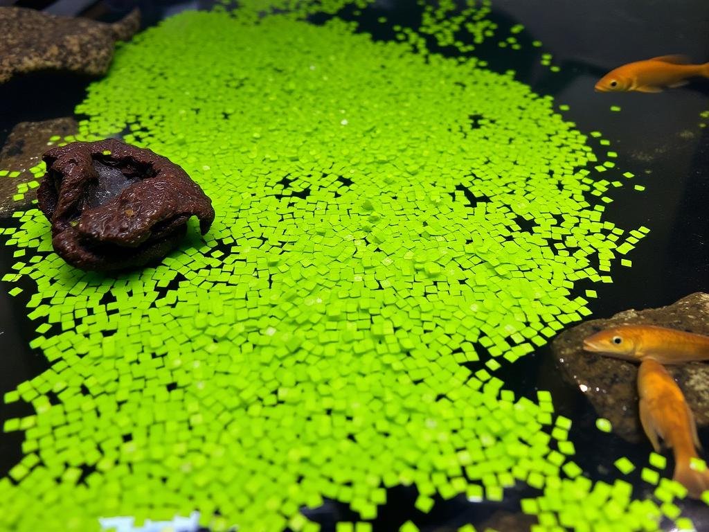 Imagem de lentilha d'água cobrindo a superfície de um aquário
