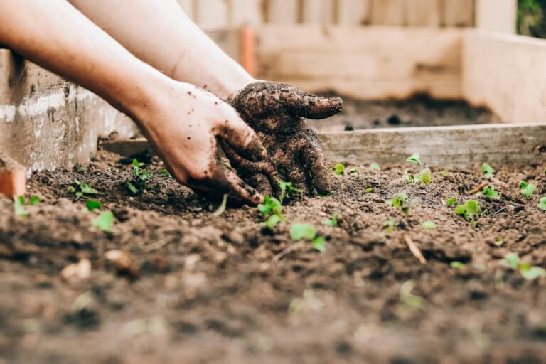 Horta Orgânica: Dicas para Iniciantes