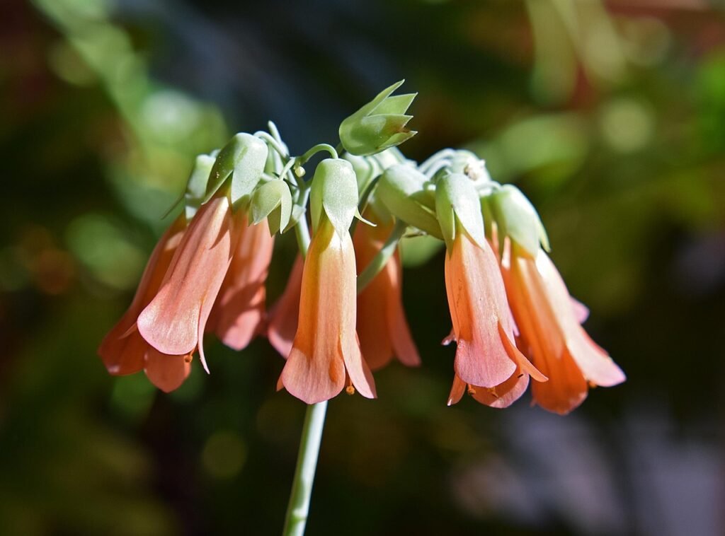 mother of millions, beautiful flowers, kalanchoe, succulent, flowers, blossom, bloom, nature, orange, flower background, flower wallpaper, pot plant, indoor, houseplant