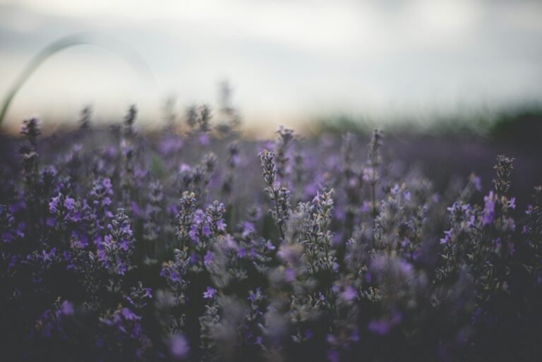 Plantas Medicinais Para Ansiedade