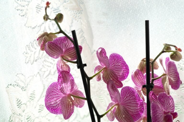 Cultivo de Orquídeas Pendentes