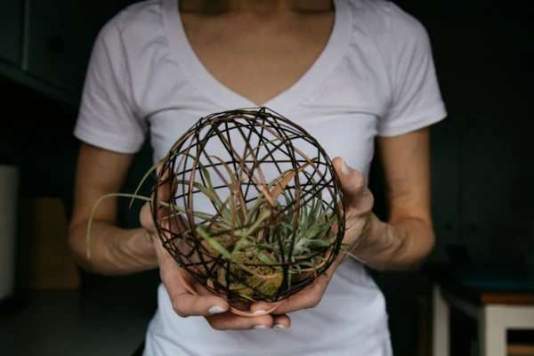 O Segredo das Plantas do Ar