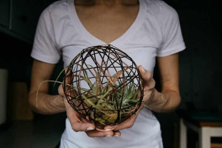 O Segredo das Plantas do Ar