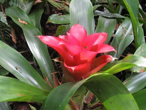 Você Precisa Ver Essas Bromélias Incríveis no Seu Jardim!