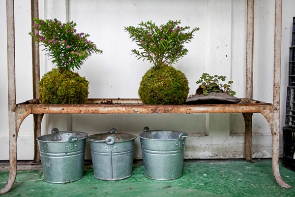 Kokedama: A Arte Japonesa no Seu Lar!